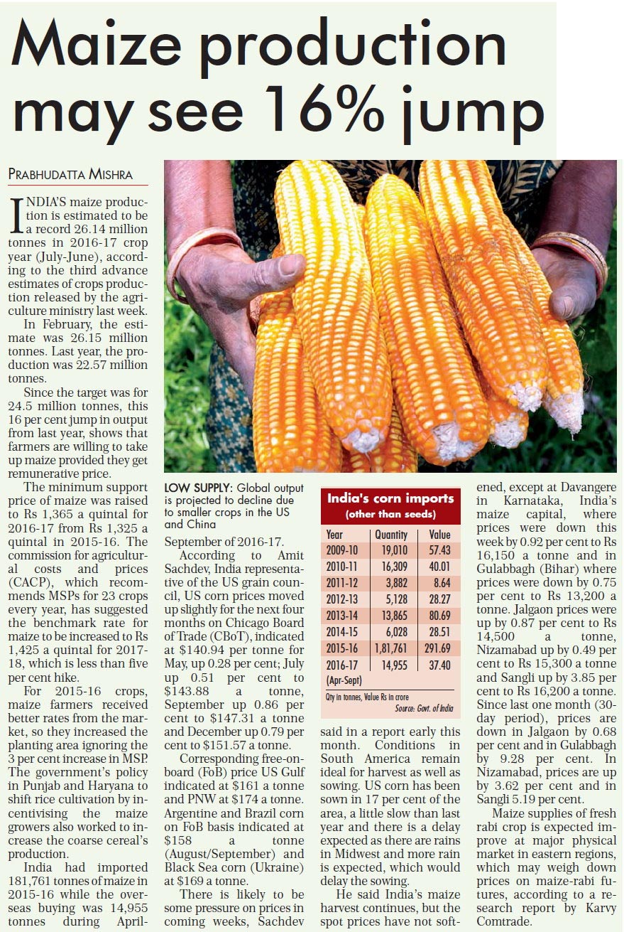 Maize production may see 16% jump